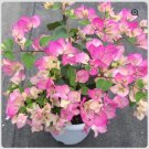 Bambino Bi Color Pink White Bougainvillea Small Well Rooted Starter Plant Very Rare