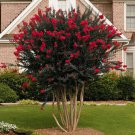 Ruby Thunderstruck Crepe Crape Myrtle Starter Lagerstroemia Well Rooted Starter Plant Gorgeous Brigh