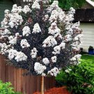 White Lightning Thunderstruck Crepe Crape Myrtle Starter Lagerstroemia Rooted Starter Plant Gorgeous