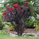 Ruby Thunderstruck Crepe Crape Myrtle Starter Lagerstroemia Well Rooted Starter Plant Gorgeous Brigh