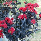 Ruby Thunderstruck Crepe Crape Myrtle Starter Lagerstroemia Well Rooted Starter Plant Gorgeous Brigh