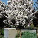 White Lightning Thunderstruck Crepe Crape Myrtle Starter Lagerstroemia Rooted Starter Plant Gorgeous