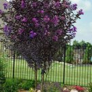 Lavender Skies Thunderstruck Crepe Crape Myrtle Starter Lagerstroemia Rooted Starter Plant Gorgeous 