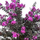 Lavender Skies Thunderstruck Crepe Crape Myrtle Starter Lagerstroemia Rooted Starter Plant Gorgeous 