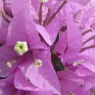 Silhouette Bougainvillea Small Well Rooted Starter Plant Light Solid Lavender Blooms
