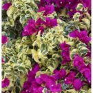 Purple Dragon Bougainvillea Small Well Rooted Starter Plant Deep Purple Blooms On Variegated Leaves 
