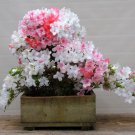 Johga Azalea Rhododendron Starter Plant Blooms Range From Solid White To Solid Pink Some With Splash