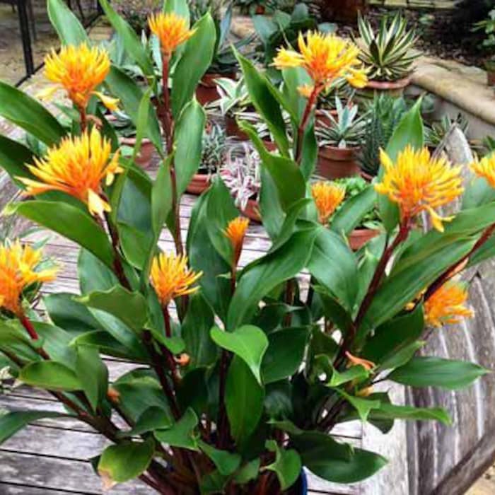 Golden Brush Dwarf Ginger Burbidgea Schizocheila Small Rooted Starter Plant