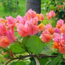 Afterglow Bougainvillea Small Well Rooted Starter Plant Live Bougainvillea Starter Plug Plant Usa Se