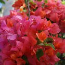 Rosenka Bougainvillea Small Well Rooted Starter Plant Live Bougainvillea Starter Plug Plant Usa Sell
