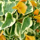 Delta Dawn Bougainvillea Small Well Rooted Starter Plant Solid Yellow Gold Blooms On Variegated Leav