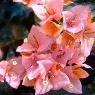 Hugh Evans Bougainvillea Small Well Rooted Starter Plant Live Bougainvillea Starter Plug Plant Usa S