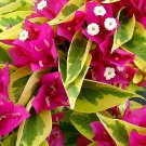 Pink Pixie Queen Bougainvillea Small Well Rooted Starter Plant Solid Hot Pink Blooms On Variegated L