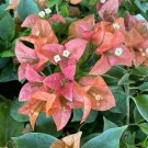 Bambino Burnt Orange Bougainvillea Small Well Rooted Starter Plant