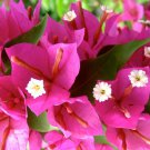 Pink Pixie Bougainvillea Small Well Rooted Starter Plant Live Bougainvillea Starter Plug Plant Usa S