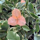 Bambino Orange Peach Variegated Bougainvillea Small Well Rooted Starter Plant