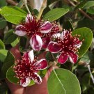 Pineapple Guava Feijoa Sellowiana Well Rooted Starter Plant Grow Your Own Sweet Fruit Enjoy All The 