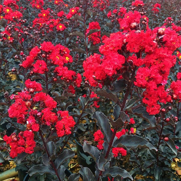 Ebony Fire Crepe Crape Myrtle Starter Lagerstroemia Well Rooted Starter Plant Gorgeous Blood Red Blo