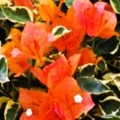 Well Rooted Bengal Orange Live Variegated Bougainvillea Starter Plug Plant
