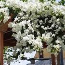 Keywest White Bougainvillea Small Well Rooted Starter Plant Live Bougainvillea Starter Plug Plant Us