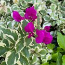 Vera Variegata Purple Bougainvillea Small Well Rooted Starter Plant Solid Deep Purple Blooms On Vari