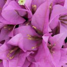 Rijnstar Lila Bougainvillea Small Well Rooted Starter Plant Live Bougainvillea Starter Plug Plant Us