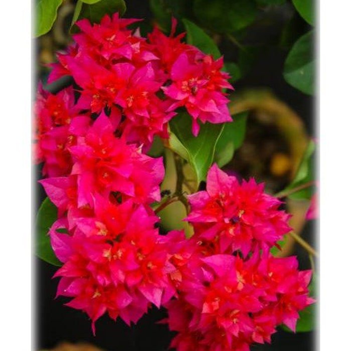 Double Red Bougainvillea Small Well Rooted Starter Plant Live Bougainvillea Starter Plug Plant Usa S