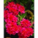 Double Red Bougainvillea Small Well Rooted Starter Plant Live Bougainvillea Starter Plug Plant Usa S