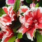 Mardi Gras Azalea Rhododendron Deciduous Starter Plant Red White Bi Color Blooms Absolutely Stunning