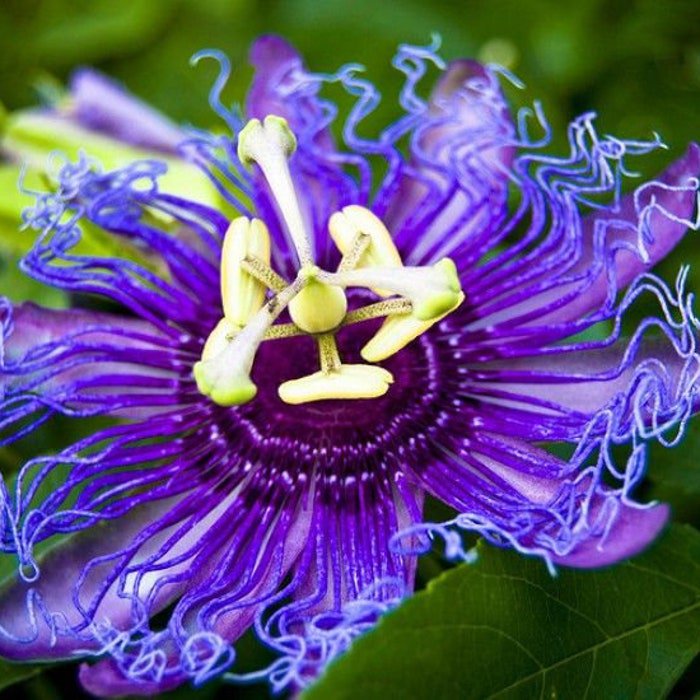 Maypop Passiflora Passion Vine Small Rooted Starter Plant Passiflora Incarnata Butterfly Heaven