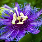 Maypop Passiflora Passion Vine Small Rooted Starter Plant Passiflora Incarnata Butterfly Heaven