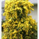 Margarita Carolina Jessamine Yellow Jasmine Gelsemium Sempervirens Small Rooted Starter Plant Intens