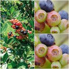 Summer Sunset Blueberry Bush Vaccinum Starter Plant Multi Colored Berries Bursting With Sweet Flavor