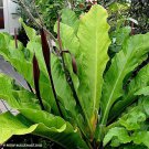 Big Red Bird Anthurium Sect Pachyneurium Small Well Rooted Starter Plant