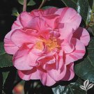 Dads Pink Camellia Japonica Live Well Rooted Starter Plant Pink With Dark Pink Red Stripes