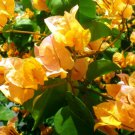 California Gold Bougainvillea Small Well Rooted Starter Plant Live Bougainvillea Starter Plug Plant 