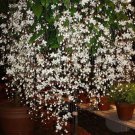 Small Bridal Veil Wallichii Clerodendrum Plant Very Small Rooted Starter Plant Stunning White Pendul