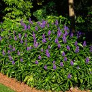 Sapphire Blue Ginger Gorgeous Dichorisandra Thyrsiflora Small Rooted Starter Plant