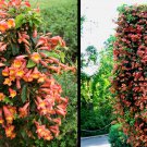 Bignonia Tangerine Beauty Crossvine Rooted Small Rooted Starter Plant Attracts Butterflies Hummingbi