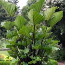 Tea Cup Colocasia Esculenta Elephant Ear Small Rooted Starter Plant