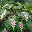 Waikiki Elephant Ear Colocasia Esculenta Live Starter Plant The Royal Hawaiian Very Hard To Find