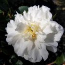 Mine No Yuki Camellia Japonica Live Well Rooted Starter Plant White Ruffled Petals