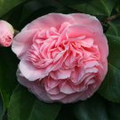 Debutante Blooms Camellia Japonica Live Starter Plant