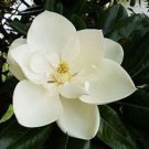 Silver Mist Sweetbay Magnolia Magnolia Virginiana Live Starter Plant
