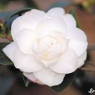 Chisato No Aki Camellia Japonica Live Well Rooted Starter Plant Pure White Magnolia Looking Blooms