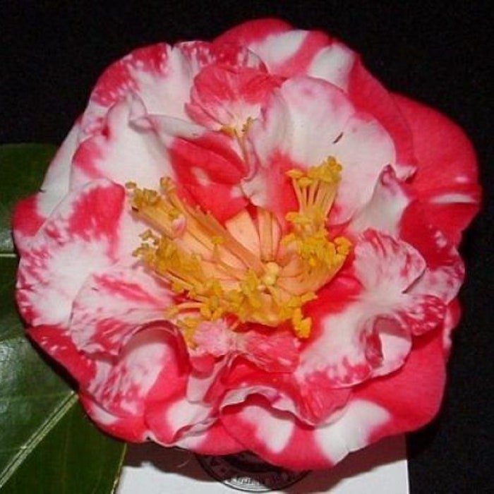 Iwane Shibori Bicolor Bloom Camellia Japonica Live Starter Plant