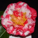 Iwane Shibori Bicolor Bloom Camellia Japonica Live Starter Plant