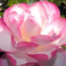 Leslie Ann Bloom Camellia Japonica Live Well Rooted Starter Plant Pink White Blooms