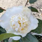 Shiro Chan Camellia Japonica Live Well Rooted Starter Plant Very Striking Pink Blooms
