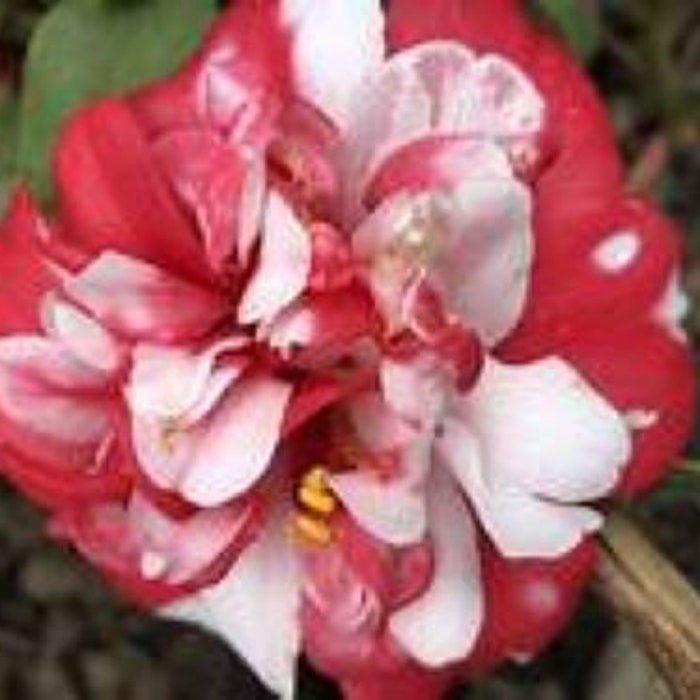 Governor Mouton Bicolor Bloom Camellia Japonica Live Well Rooted Starter Plant Gorgeous Blooms Know 